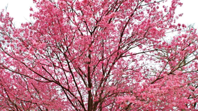 早咲きの桜とツツジ