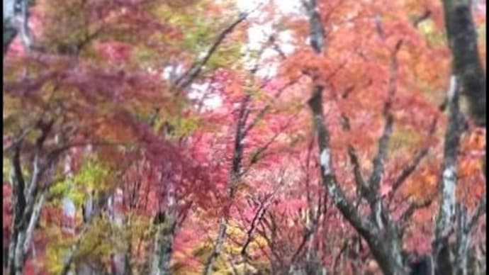 湖北の鶏足寺　雨の中の紅葉　（2019・11･19）