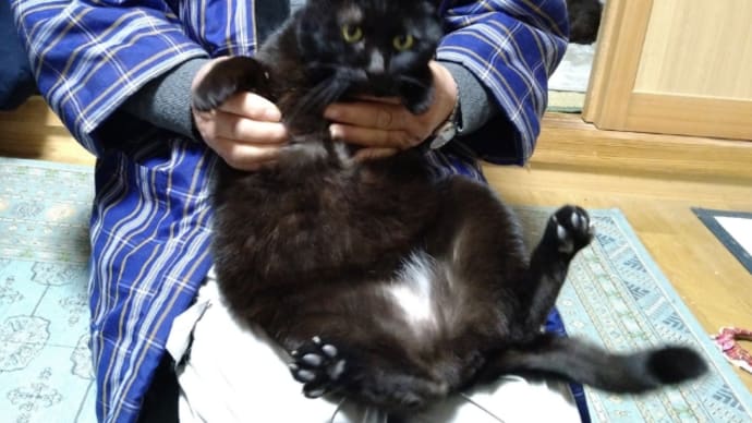 新しい首輪3