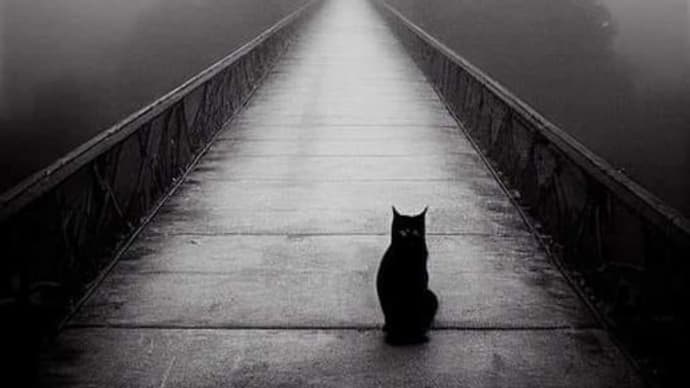 Cute Black Cat On The Bridge Possibly Going To The Netherworld.  🥰😍🥲😇😈👻🎩🌉🌫️🐱🐈🐈‍⬛