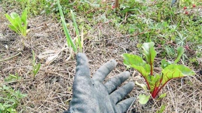 葉物野菜は育苗、カメムシはミント...かも?