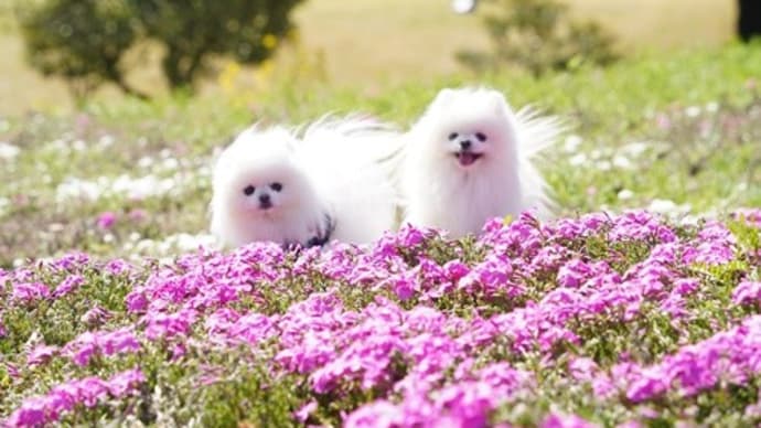 お花追っかけ~・・・@四季の森公園 桜&ユキヤナギ