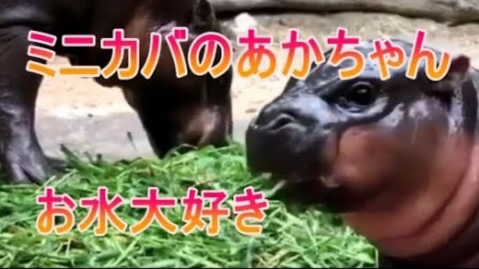 水浴び大好き!ミニカバの赤ちゃんをご覧ください。