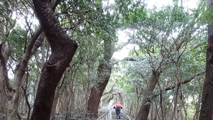 低山巡り 砥神山・御堂山・五井山・宮路山 @愛知県蒲郡市