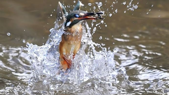今週のカワセミ(長月)