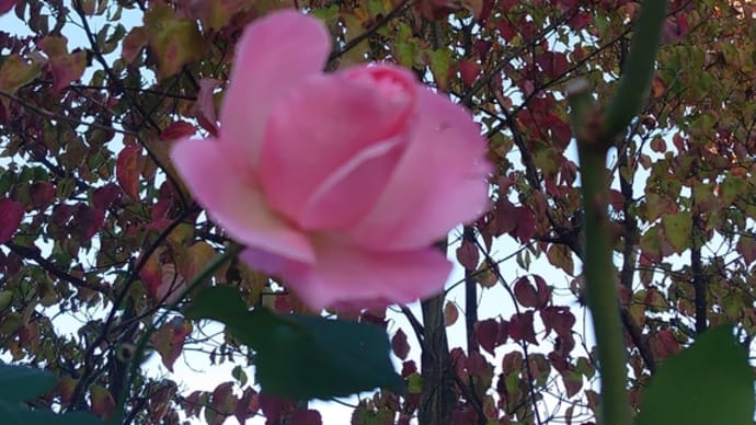 ☆四季咲きのバラと紅葉