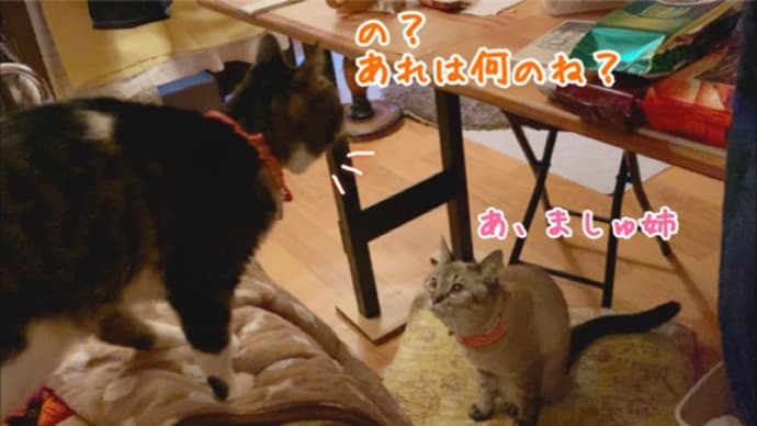 残念無念だそうです