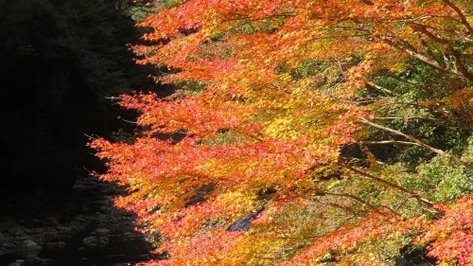 権現山と紅葉