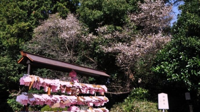 幸せの桜咲く「櫻木神社」