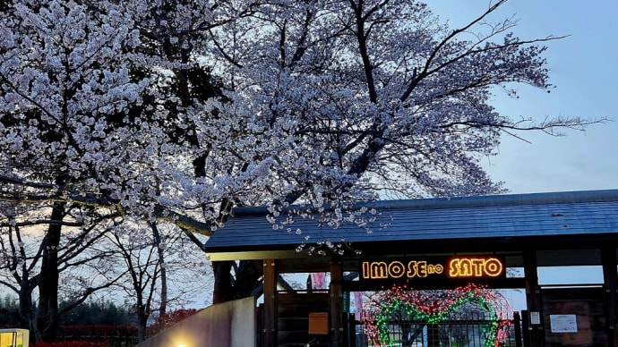 『妹背の里』のさくら🌸はもうすこし…