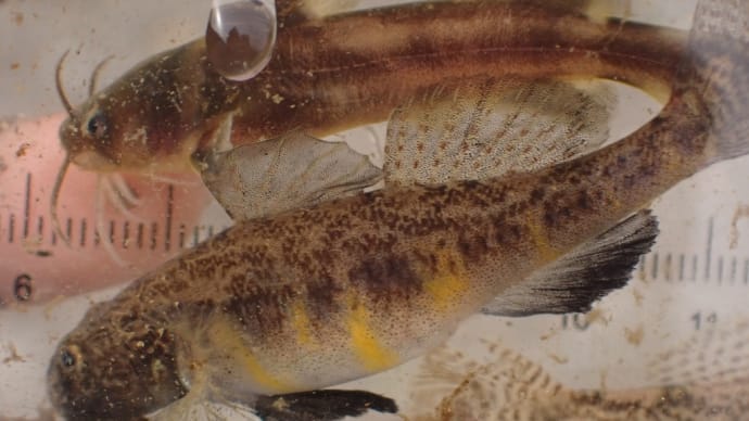 武蔵野が育む固有種のお魚