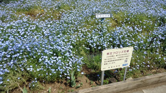 柴又フロリズ花壇