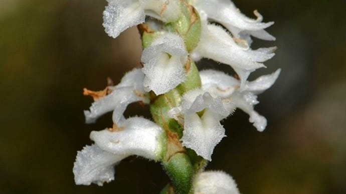 鉢植えの「秋咲き白花大輪ネジバナ」