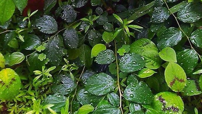 北庭のガマズミの葉濡れる梅雨の雫
