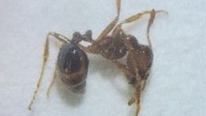 大阪でヒアリ1000匹以上 集団形成で女王アリ 人工島 咲洲