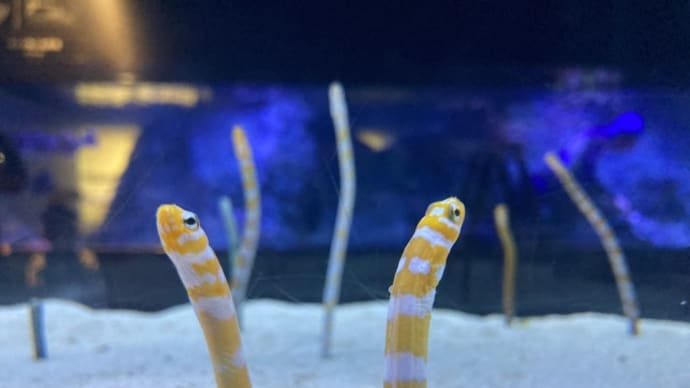 チンアナゴの日