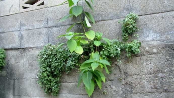 隙間の植物