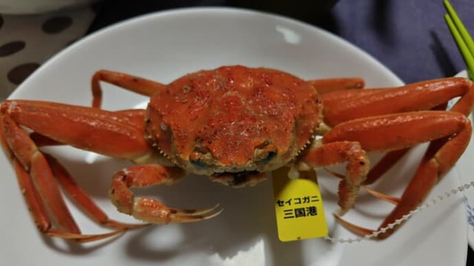越前ガニ漁解禁、今シーズン最初のセイコガニ!