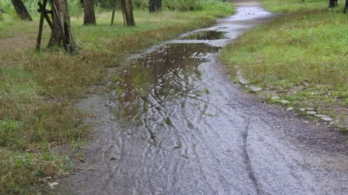 雨上がりのしっとり散歩、キンカンの花など