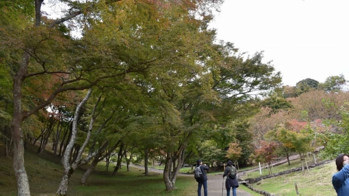 もみじ狩り 静岡県伊豆市堀切 もみじ林:修善寺自然公園(1)見頃はもう少し先です