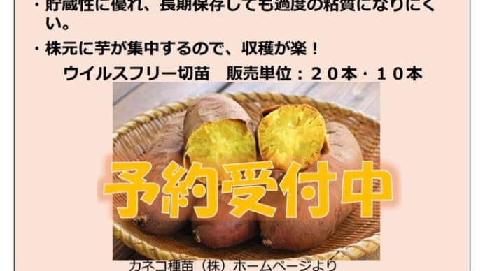 『栗かぐや®️』サツマイモ苗🍠限定販売決定‼️