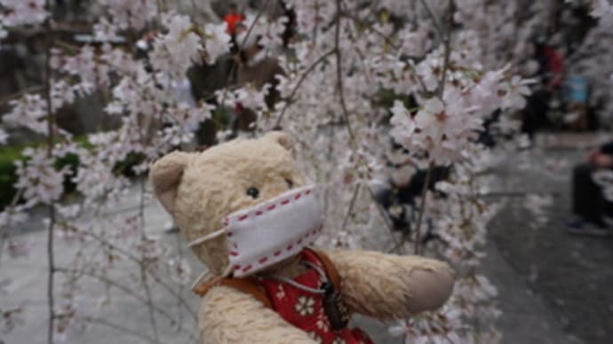 枝垂れ桜が境内にピンク色の世界を展開する「六角堂」。「池坊」の「春のいけばな展」も開催。
