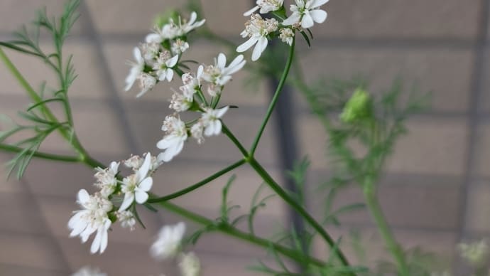 パクチーの花