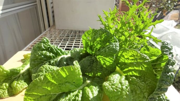 「博多かつを菜」と「リアスからし菜」