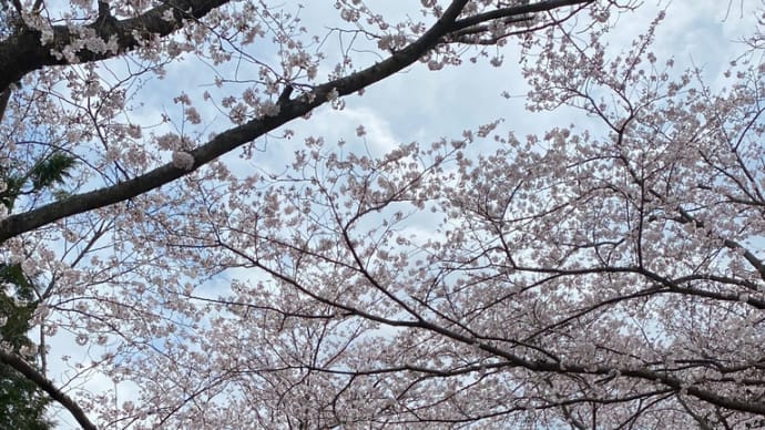 花・桜(長勝寺)