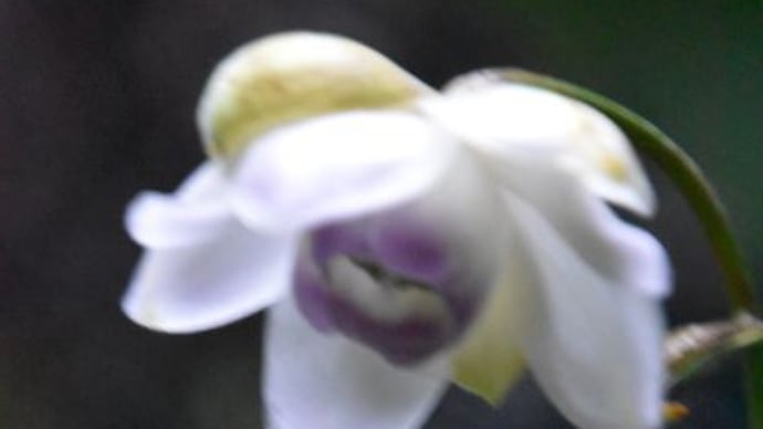 庭で咲く花たち 今年もレンゲショウマの花が咲きだしました 7