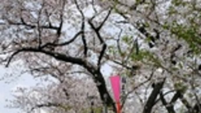 桜散歩＠押上&浅草