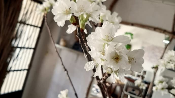 望来のお花見情報は桜ダイヤルで