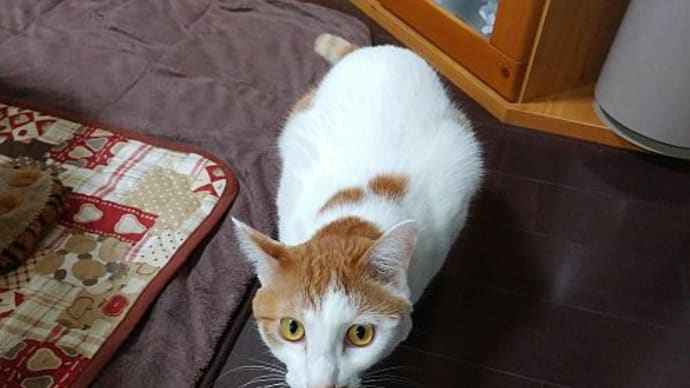 内弁慶そして軽いウールサッキングえいた