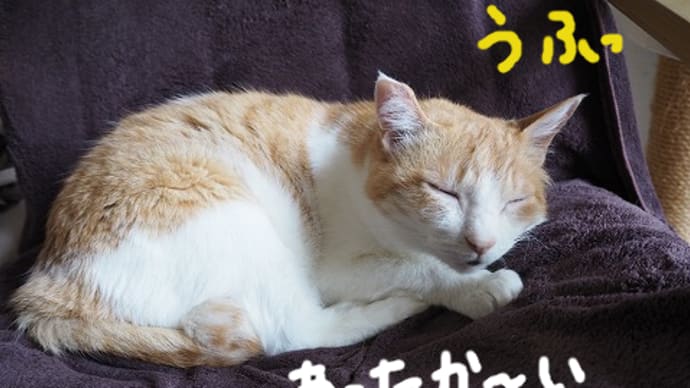 不憫なまめたろう