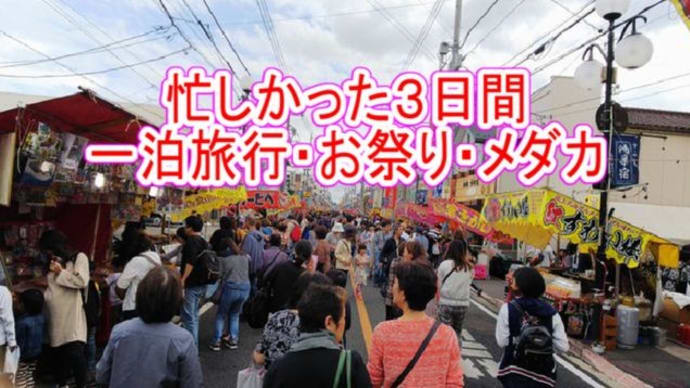 一泊旅行・お祭り・メダカ調達の忙しい３日間