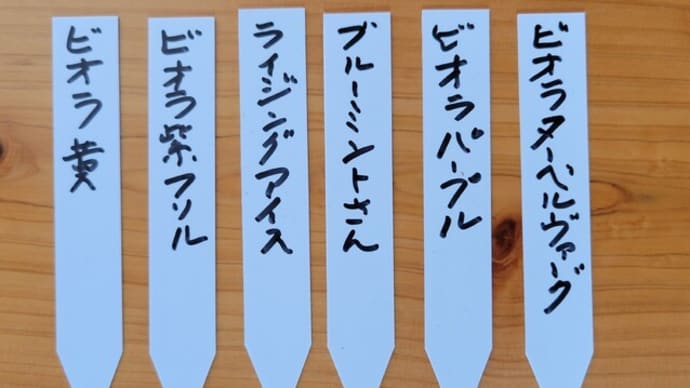 ビオラの種をまきました。