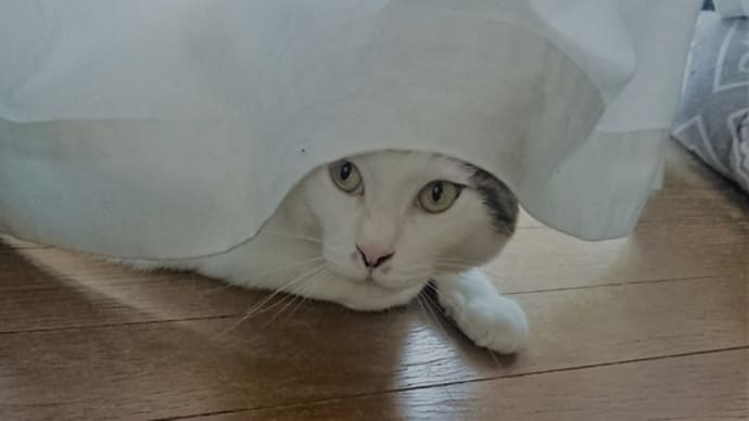 猫のかまってアピール