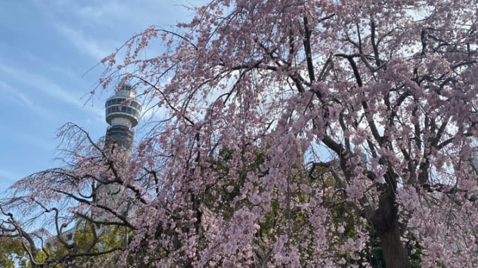 横浜山下公園は桜がキレイ