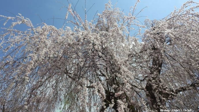 安養寺のシダレ桜 その2