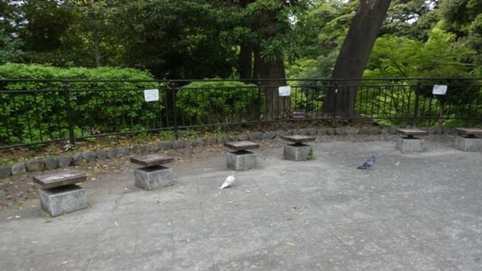 綺麗な色のハトだったから… みにくいアヒルの子はこんな感じだったの?