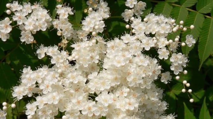 夏の花:庭七竈