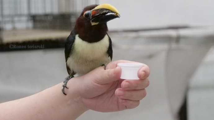 キムネチュウハシ ヘビクイワシ