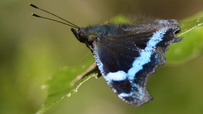 新潟の野蝶 ルリタテハ
