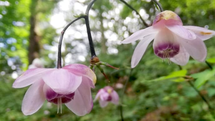 山の記憶～処暑に咲く花～