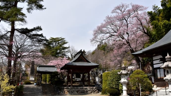 不動寺のヒガンザクラ・・・サクラの追っかけ始めました!