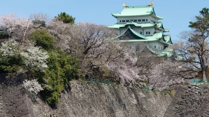 名古屋城の桜、また見てきました。