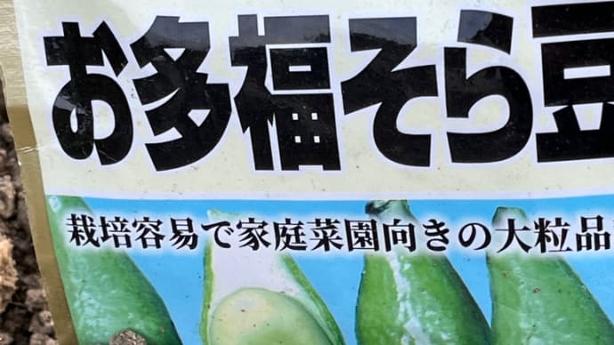 お多福そら豆の袋栽培に挑戦