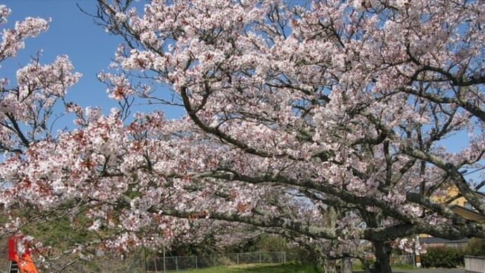 今年の桜は長く咲いてくれる。