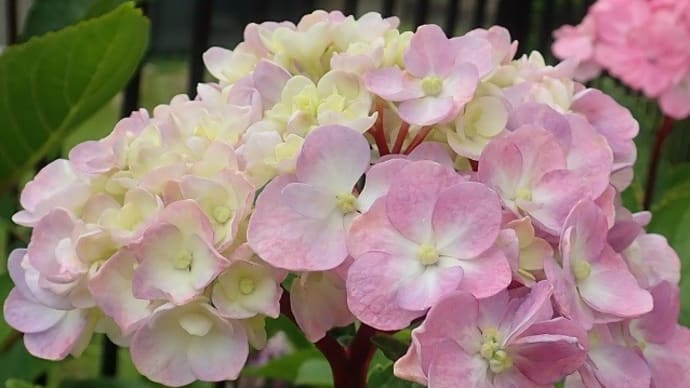 黒軸アジサイ 今日の雨の中で まだ咲いています☆彡　今日はピンクです(*_*;