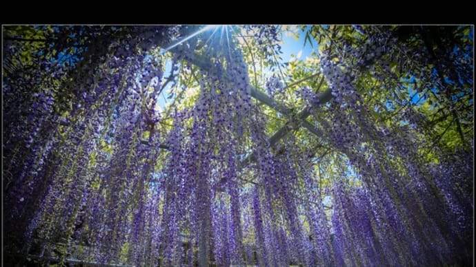 神宮寺の藤の花
